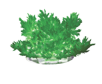 картинка Лк-003 Лучистые кристаллы "Зеленый кристалл" от магазина МОЛТИ