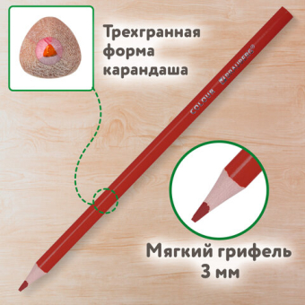 картинка Карандаши цветные BRAUBERG KIDS NEW, 50 цветов, трехгранные, грифель 3 мм, 182004 от магазина МОЛТИ
