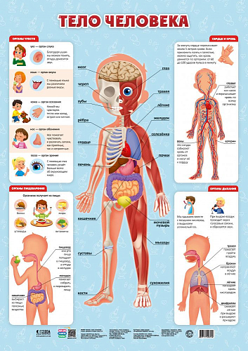 Плакат дидактический. Тело человека. 45х64 см. ГЕОДОМ (ISBN нет)