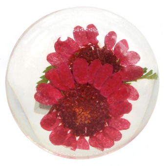 картинка Магниты Цветы в полусфере M 36 от магазина МОЛТИ